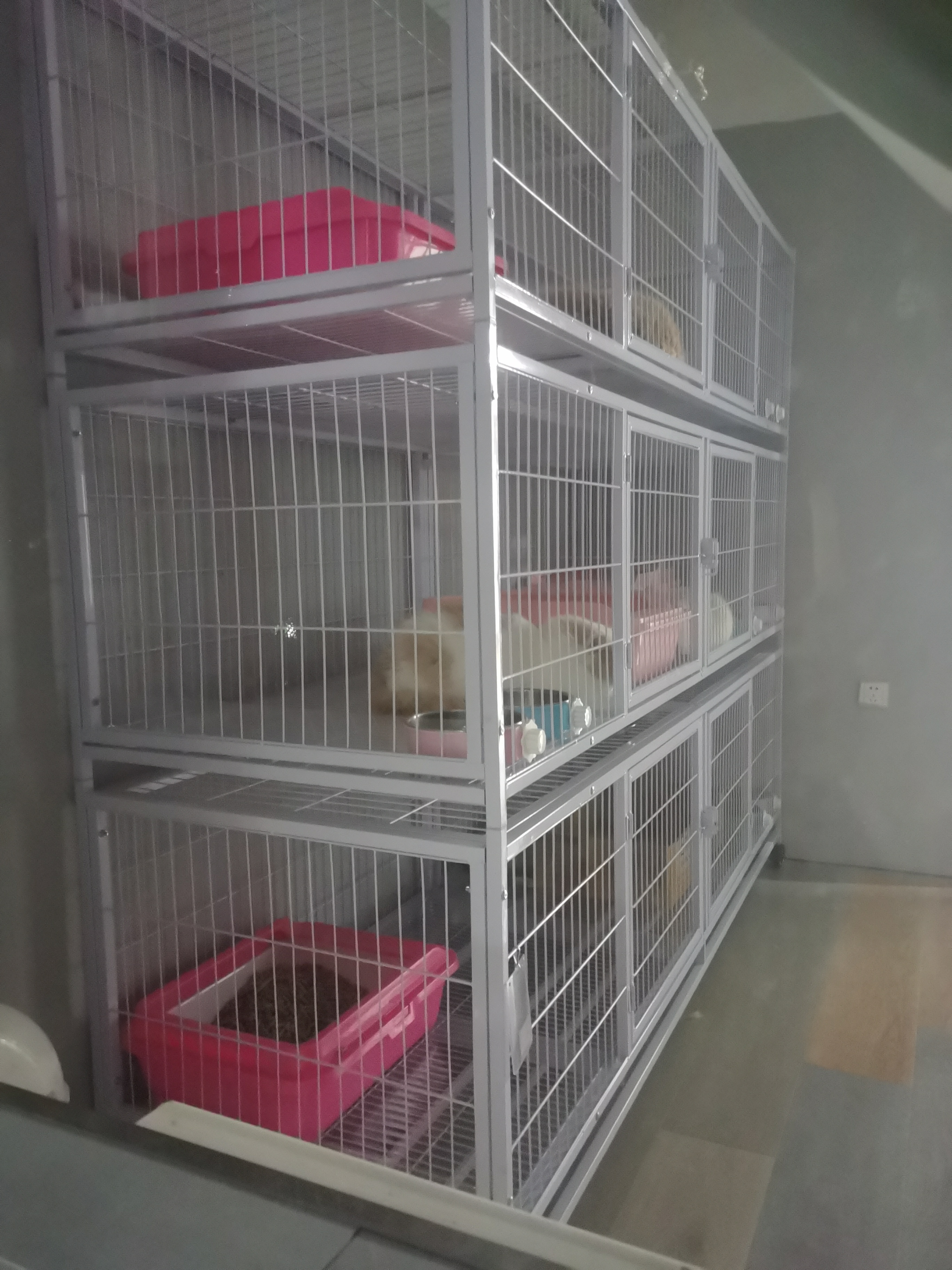 只猫物业：法律未规定居民楼限养多少猫ag九游会登录租户百平米房屋繁育数十(图2)