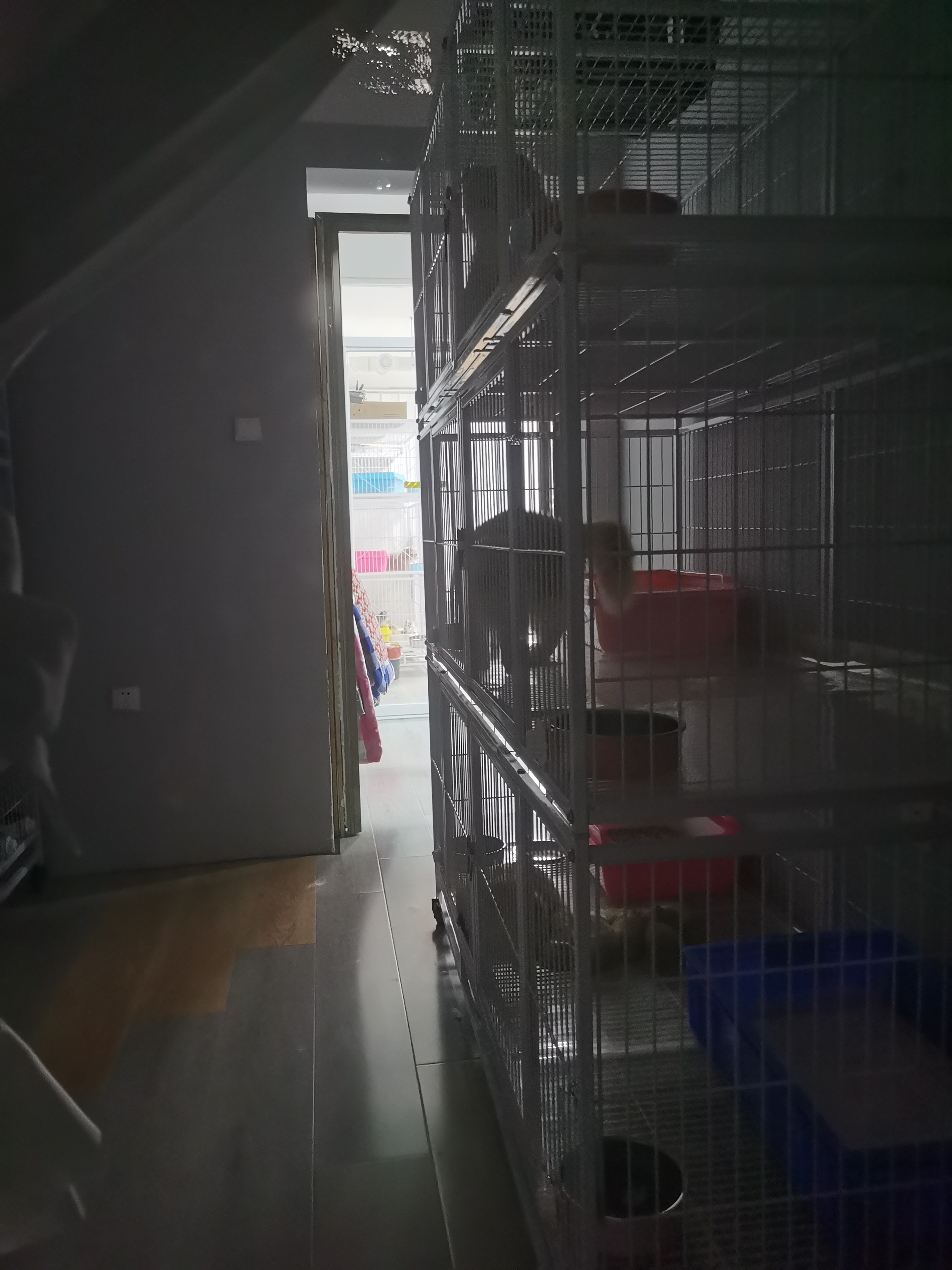 只猫物业：法律未规定居民楼限养多少猫ag九游会登录租户百平米房屋繁育数十(图3)